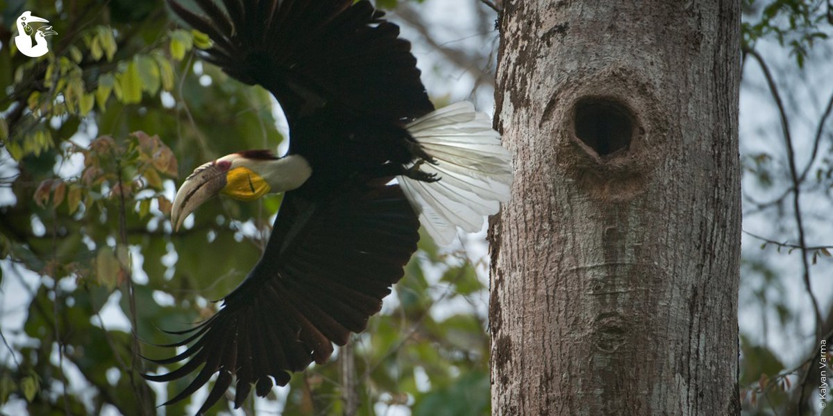 Look! A happy😃 Wreathed Hornbill (Rhyticeros undulatus) just found a nest, then flew to tell its mate! 📸: Kalyan Varma Get to know more: iucnhornbills.org/wreathed-hornb… #HornbillsOfAsia #BirdsOfInstagram #IUCNHSG #Hornbills