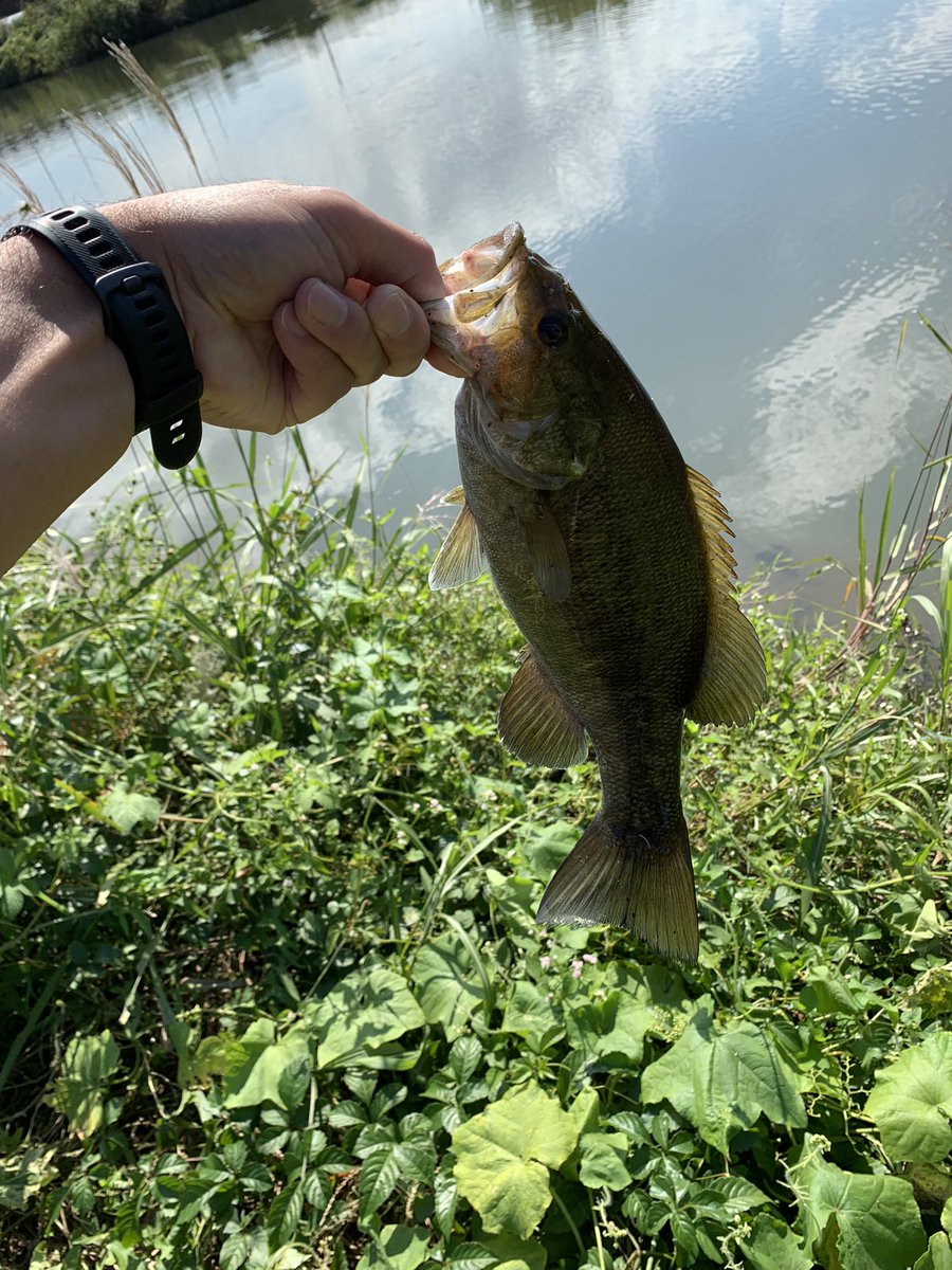 12〜16:30で釣り歩きながら1匹のみ。
30弱だけどよく引いたので満足。
先週調子良かった場所は鯉の巣窟と化してしまった。
多分どっかの時間帯で回遊くるかな〜と期待しながら通ってます。