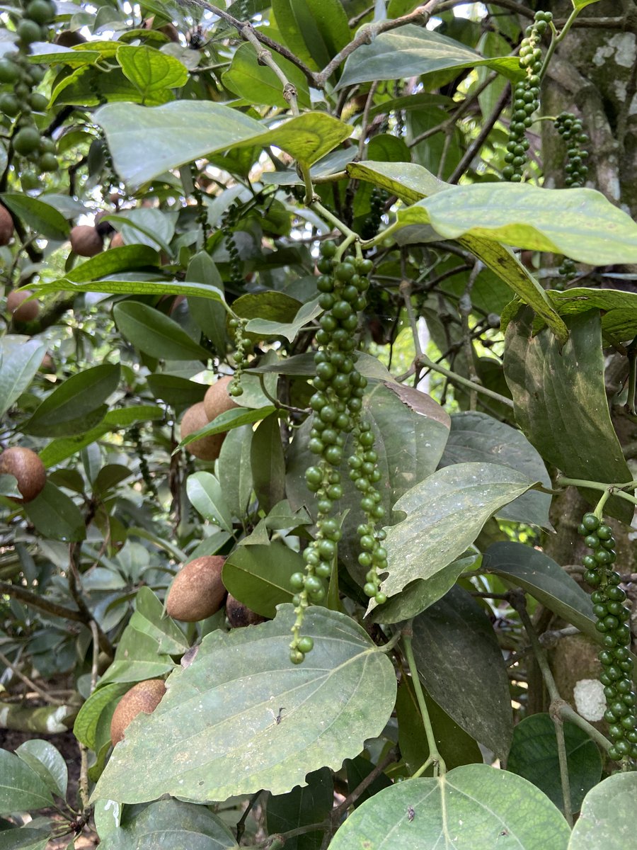 PepperinPepper's tweet photo. Black pepper thrives in harmony with fruits like bananas, chickoo (zapota), and avocado, showcasing a sustainable approach to farming. 🌱 #SustainableFarming #wayanad #Kerala #spicesofindia #IncredibleIndia #blackpepper #spice https://t.co/bP7PMxx2nD