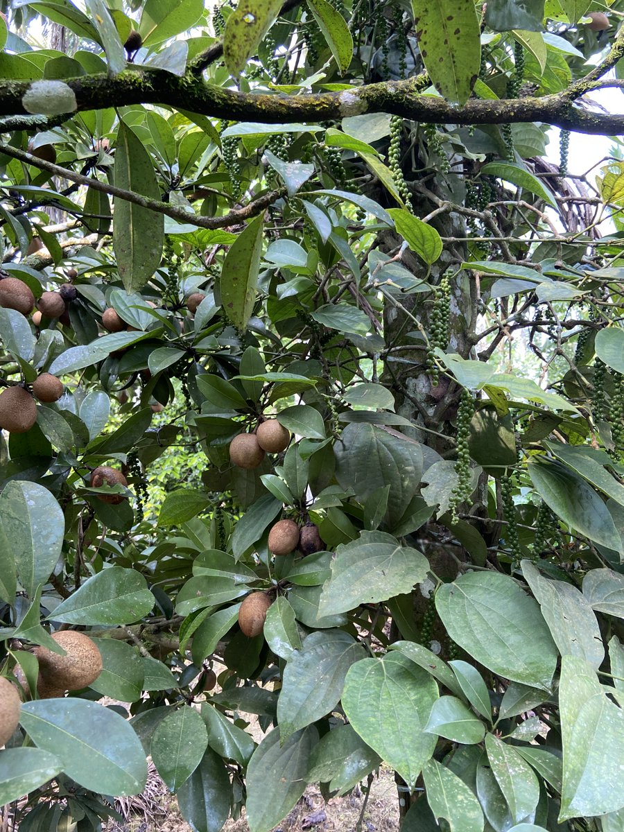 PepperinPepper's tweet photo. Black pepper thrives in harmony with fruits like bananas, chickoo (zapota), and avocado, showcasing a sustainable approach to farming. 🌱 #SustainableFarming #wayanad #Kerala #spicesofindia #IncredibleIndia #blackpepper #spice https://t.co/bP7PMxx2nD