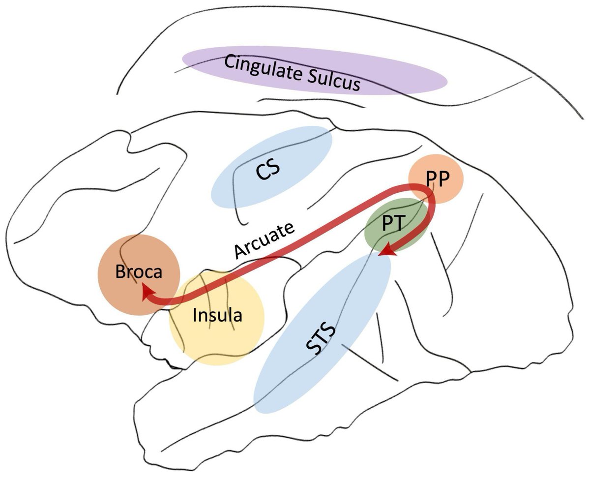 Symmetry MDPI (@symmetry_mdpi) on Twitter photo #mdpisymmetry #EditorsChoice Editor's Choice Paper Recommendation: "Structural Brain Asymmetries for Language: A Comparative Approach across Primates", authored by <a href="/YannickBecker7/">Yannick Becker (@ybecker.bsky.social)</a> and <a href="/AdrienMeguerdi1/">Adrien Meguerditchian</a>
Link of the paper: mdpi.com/2073-8994/14/5… #mdpisymmetry #EditorsChoice Editor's Choice Paper Recommendation: "Structural Brain Asymmetries for Language: A Comparative Approach across Primates", authored by <a href="/YannickBecker7/">Yannick Becker (@ybecker.bsky.social)</a> and <a href="/AdrienMeguerdi1/">Adrien Meguerditchian</a>
Link of the paper: mdpi.com/2073-8994/14/5…