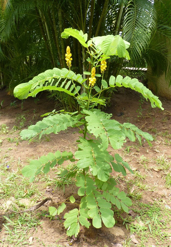 @IamAfoked Press the juice from the leaves of this plant on the affected part after taking your bath. Also, boil the leaves with water and drink it twice daily.