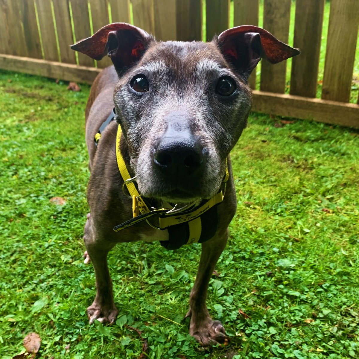 DogsTrust West Calder (Edinburgh) and Dundee tweet media