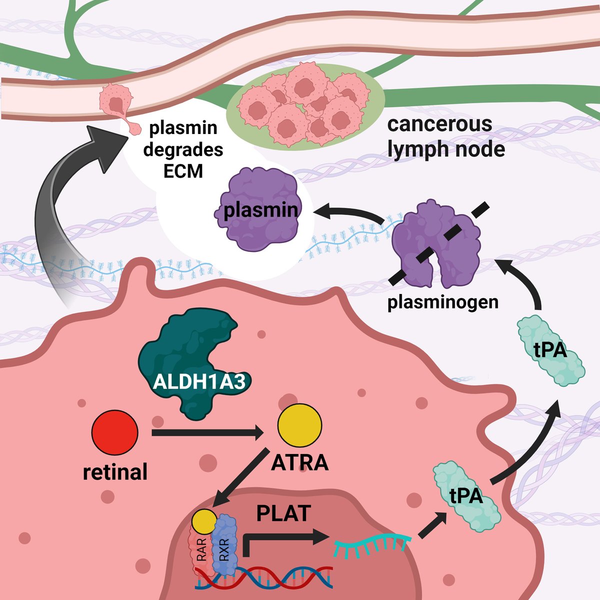 💫Have you seen this?

ALDH1A3 promotes invasion and metastasis in triple-negative breast cancer by regulating the plasminogen activation pathway

👉buff.ly/3S47unj

#TNBC #Plasminogen #BCSM 
#CancerMetastasis #Plasmin
#CancerMetabolism
