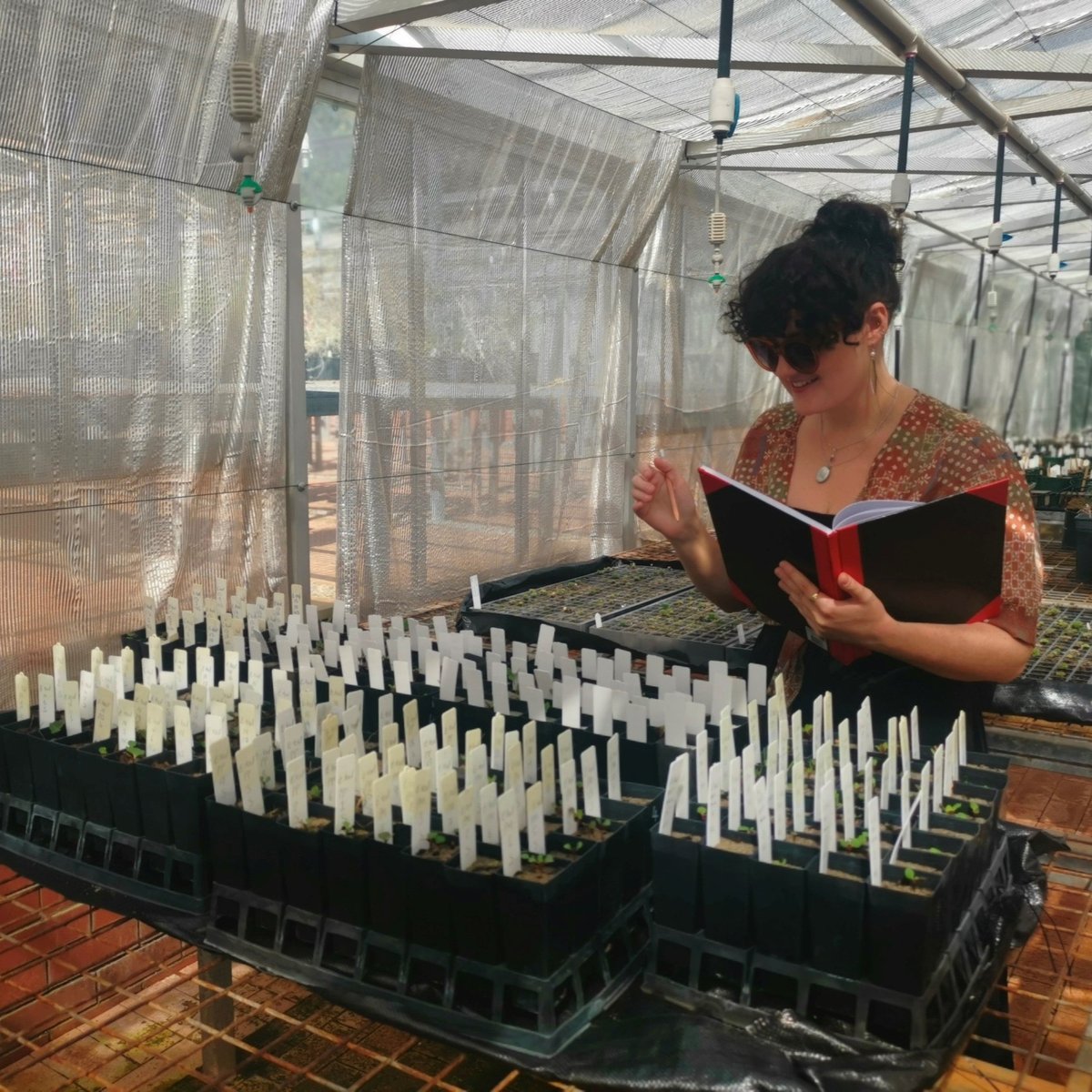 Kings Park Science Summer Scholarships now open! 🔬 It’s not only the plants of the future we grow… We also grow the minds of tomorrow 🤯 From the depths of our seedbank to saving the rarest plants, no two programs are alike. Find out more 👉 bit.ly/3SlY2Mr