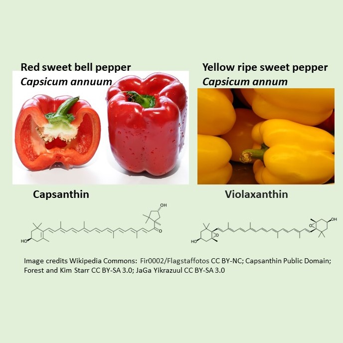 Unripe Capsicum fruit green due to chlorophyll within them. As fruits ripen, chlorophyll diminishes, carotenoids increase. Colours ripe Capsicums from carotenoids & their esters. Many types. Red from capsanthin (food colour E160c(i)). Yellow from violaxanthin (food colour E161e).