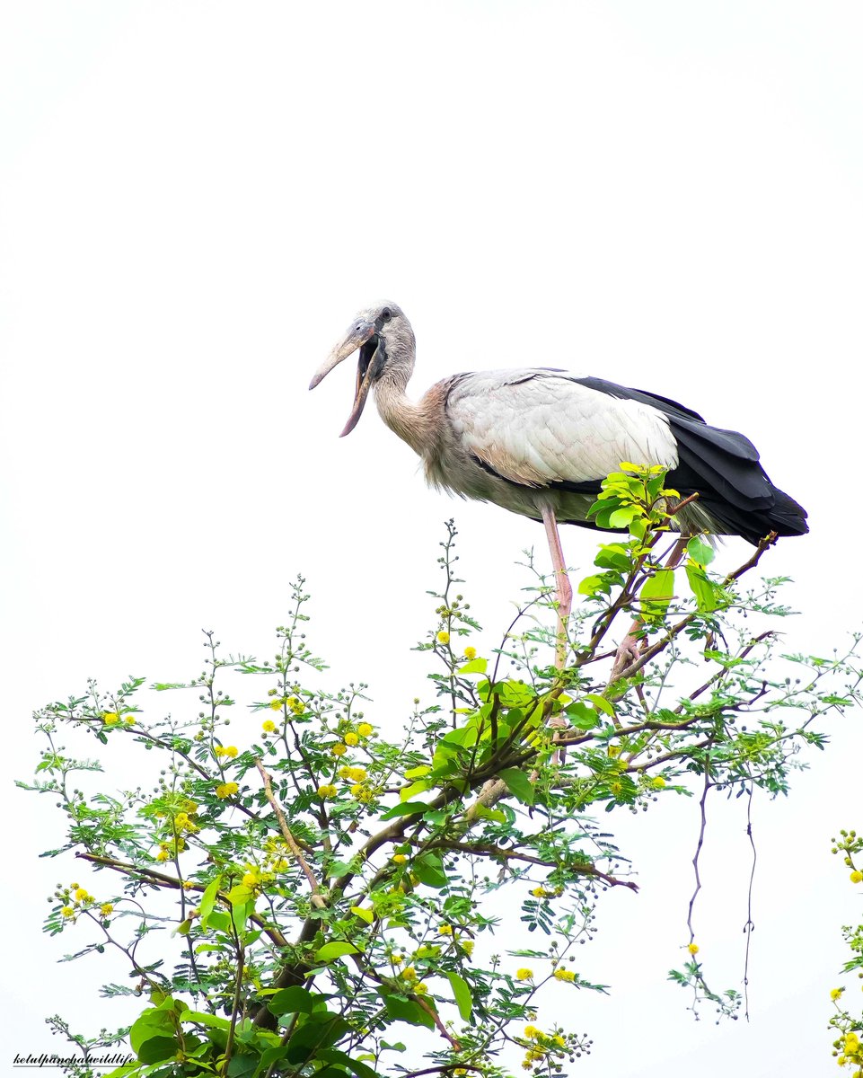Ketulp5's tweet photo. Name : Asian openbill
#ketulp5 #clickedbyketulp5wildlife
#Asianopenbill #birds #birdsphotography
#wildlife #wildlifephotography
#wildlifephotographer
#wildlifeofindia #wildlifeonearth
#nature #naturephotography
#photography_of_india #best_birds_of_ig
#BBCWildlifePOTD #nikond7500 https://t.co/pTGkZqMDRj
