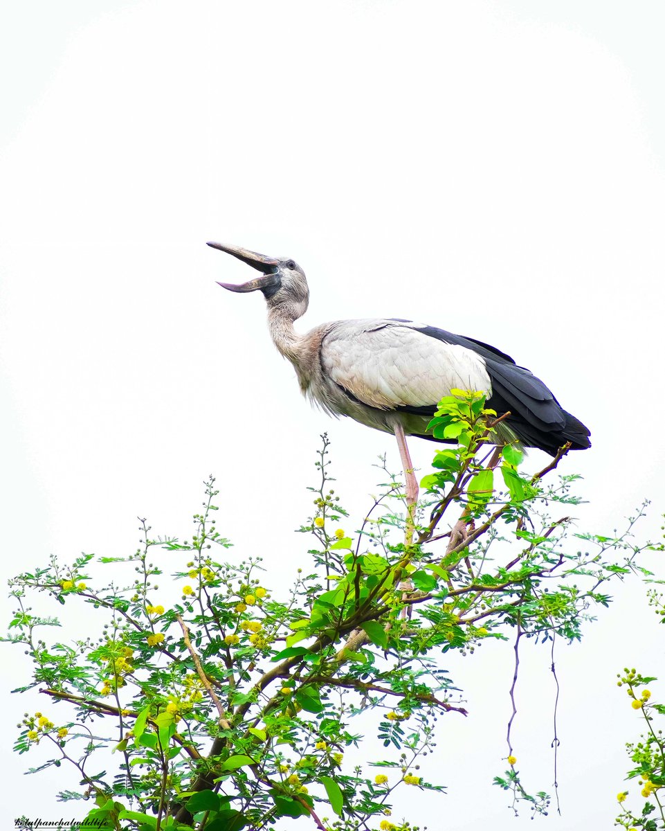 Ketulp5's tweet photo. Name : Asian openbill
#ketulp5 #clickedbyketulp5wildlife
#Asianopenbill #birds #birdsphotography
#wildlife #wildlifephotography
#wildlifephotographer
#wildlifeofindia #wildlifeonearth
#nature #naturephotography
#photography_of_india #best_birds_of_ig
#BBCWildlifePOTD #nikond7500 https://t.co/pTGkZqMDRj