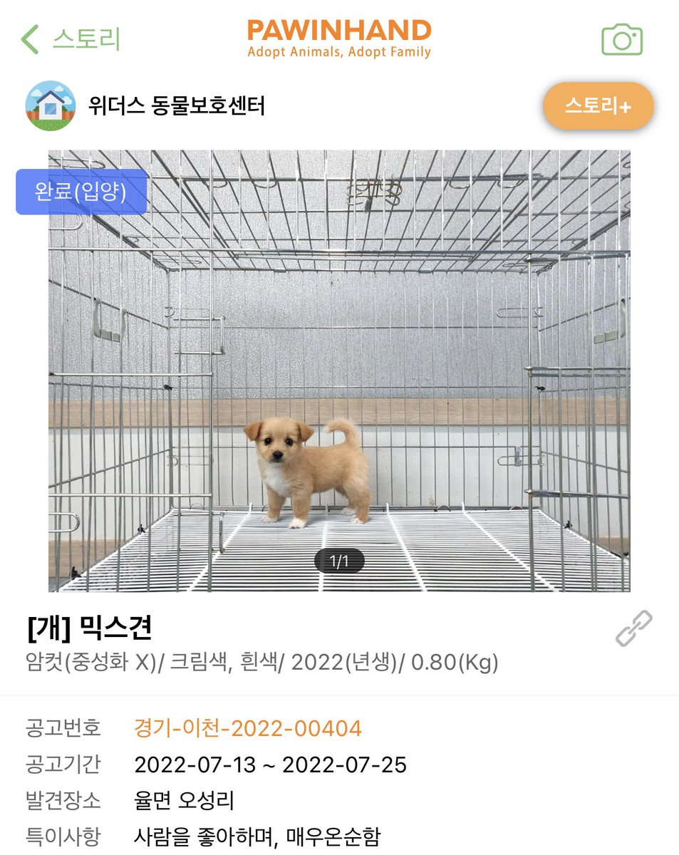 #포인핸드입양후기

언젠가 반려견을 키우게 된다면 유기견을 꼭 입양하고 싶다는 막연한 꿈만 갖고 있던 중 포인핸드를 알게되어 꾸준히 보고 있었습니다. 그러던 어느 날 저녁, 공고 사진 중 위풍당당하게 서 있는 아주 작은 강아지를 보고 이 아이다! 싶었어요.