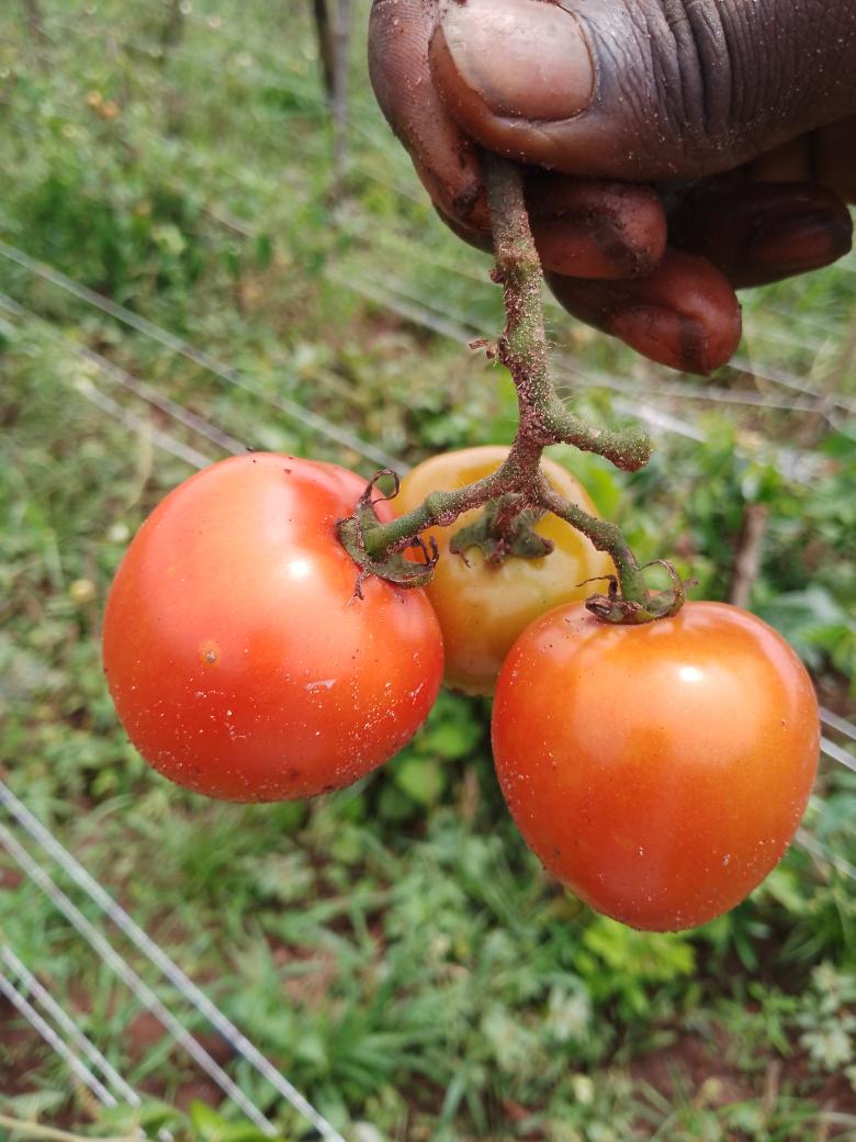 ade_chukwu's tweet photo. Farming is my hustle. I'm pleased to be involved in food production and its sustainability. 

- Dr. AdeChukwu https://t.co/VvOuaW7Xpn