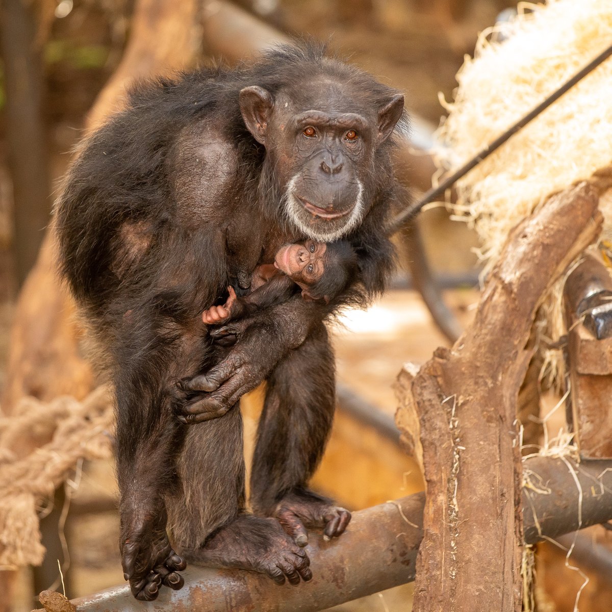 Chimpansee geboren! 🎉
Zaterdag 30 september is er bij de chimpansees voor het eerst in 17 jaar een jong geboren. Lees meer: bit.ly/3Fo6cMy