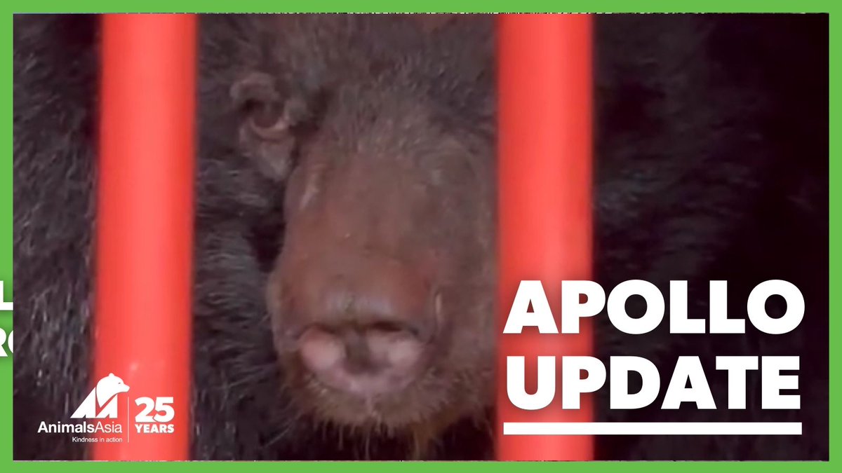 AnimalsAsia's tweet photo. 💖Apollo update💖 Today #Apollo woke up in her new home; Animals Asia's bear sanctuary in the lush, vast mountains of Bach Ma National Park, #Vietnam.
Although a beautiful, serene place, it is new for Apollo and understandably, intimidating, scary, and overwhelming. 
1/6 https://t.co/vvSC5detoF