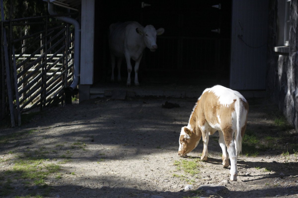 charmelectrino's tweet photo. Basking in the sun 🌞 

#babycow #cow #photography #BabyAnimals #byre #summer #sunnyday #furbaby #fur #cute https://t.co/cZHQ9dWo3Z