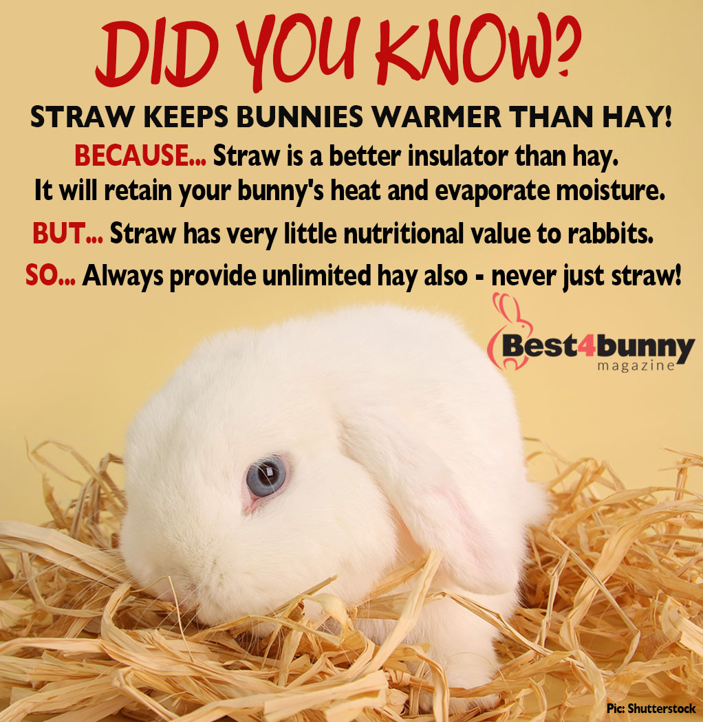 Did you know? Find more bunny tips here... best4bunny.com/bunny-care/