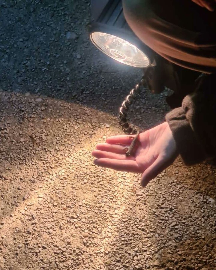 NTSUConSoc's tweet photo. Thank you to everyone who came to the bat walk last night. We had a great time!

We were lucky enough to be able to see a Soprano pipistrelle, a common pipistrelle and great crested newt!!

The lady with the newt does have a licence, meaning she was able to handle the animal! https://t.co/9LaKWYbJaz