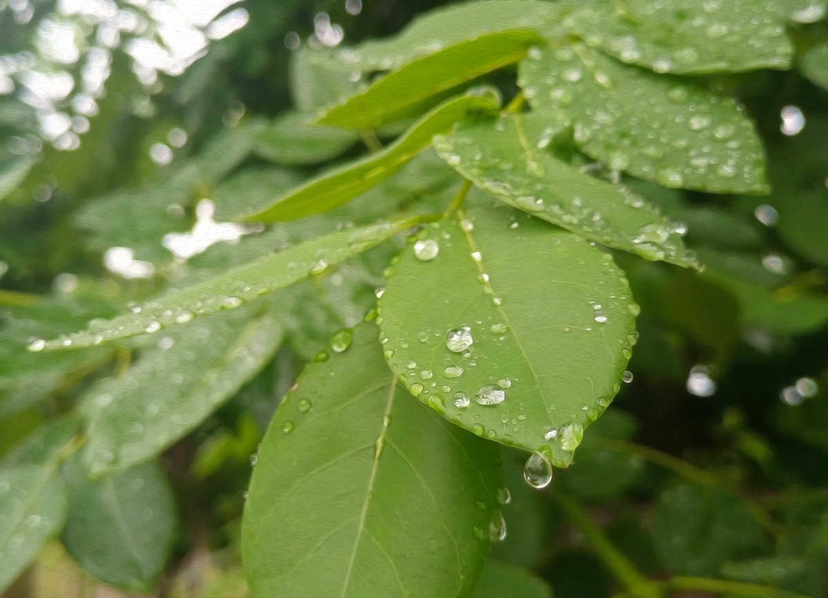 artdagunodo's tweet photo. Dewdrops grace a green canvas 🌿

#photography #naturephotographer https://t.co/CWGEDnKfBN