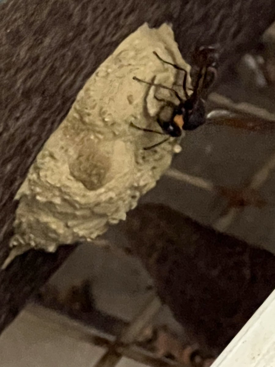666Daa0519's tweet photo. 夏にせっせと建築してた泥バチ？さんサンキュー
サナギになる前の栄養満点のタイミングで
美味しくいただきました🙏
#トウブハコガメ https://t.co/pfIA6JEOHa