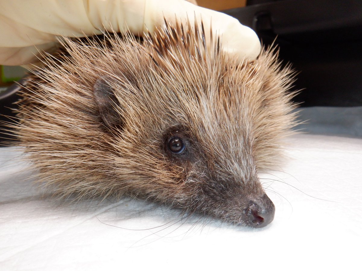 Hedgehog Cabin tweet media