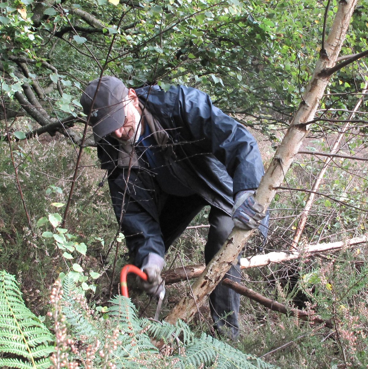 CoLBBSC's tweet photo. Ever wanted to help protect your local #natural #habitat? Join the Burnham Beeches #volunteers on Thursday 26 October and help us #preserve and protect this beautiful #NationalNatureReserve. #NatureLovers #NatureConservation #FarnhamRoyal https://t.co/BumZUj0FgL