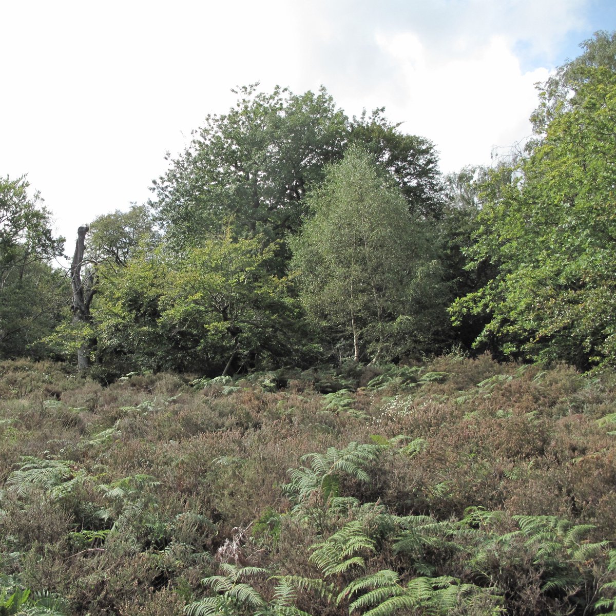 CoLBBSC's tweet photo. Ever wanted to help protect your local #natural #habitat? Join the Burnham Beeches #volunteers on Thursday 26 October and help us #preserve and protect this beautiful #NationalNatureReserve. #NatureLovers #NatureConservation #FarnhamRoyal https://t.co/BumZUj0FgL