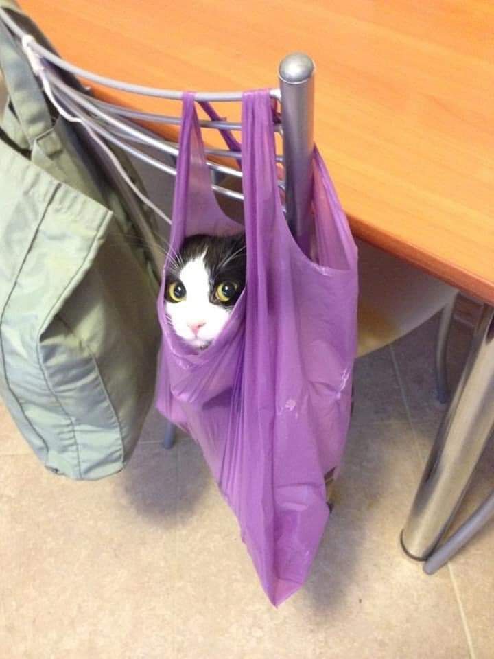 ShouldHaveCat's tweet photo. https://t.co/UO4yhruKS9