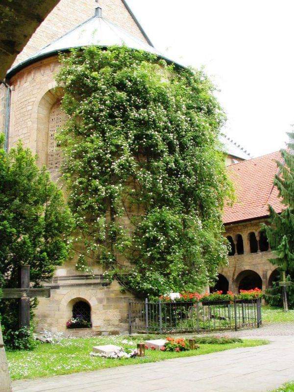 La Rosa de Hildesheim, también conocida como la Rosa de los Mil Años, se considera que es la más antigua del planeta. Se cree que el rosal (Rosa canina) se plantó a principios de los años 800, cuando la propia iglesia fue fundada. Arrasada en la IIWW, rebrotó entre los escombros.