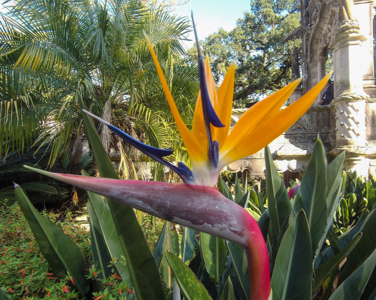 Flygia360's tweet photo. Majestic plant 📸
.
.
. 
#Flygia360 #photography #travelphotography #photooftheday #picoftheday #actioncam #actioncamera #SJCAM #EyeEM #beauty #Portugal #Sintra #QuintaDaRegaleira #flower #flowers #plant #Strelitzia https://t.co/FIHr1QnHOP