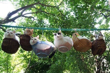 WE LOVE CATS tweet media