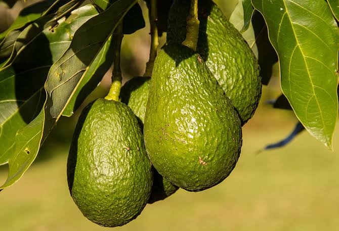 internatio1774's tweet photo. Did you know?

Hass avocado trees have high yields compared to other varieties and a mature tree can produce over a million blooms https://t.co/w2Ye3ipDv4