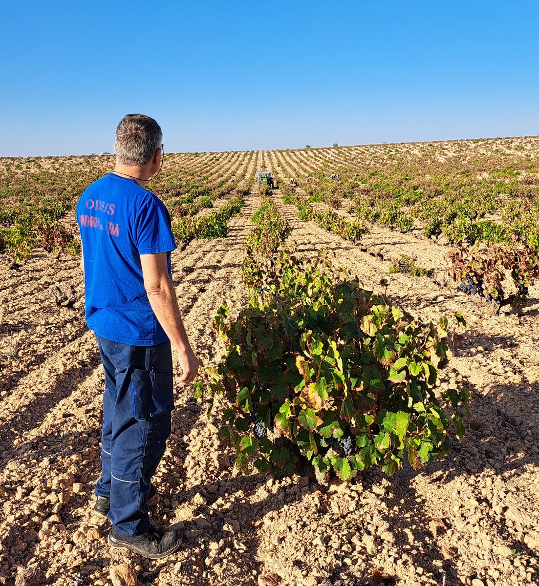 Siempre con la mirada en el objetivo. 🍇

Always with an eye on the target. 🍇

#Vendimia #Harvest #DOPJumilla #Jumilla #BodegasBleda #Monastrell #uvas #Grapes #viñedo #vineyard