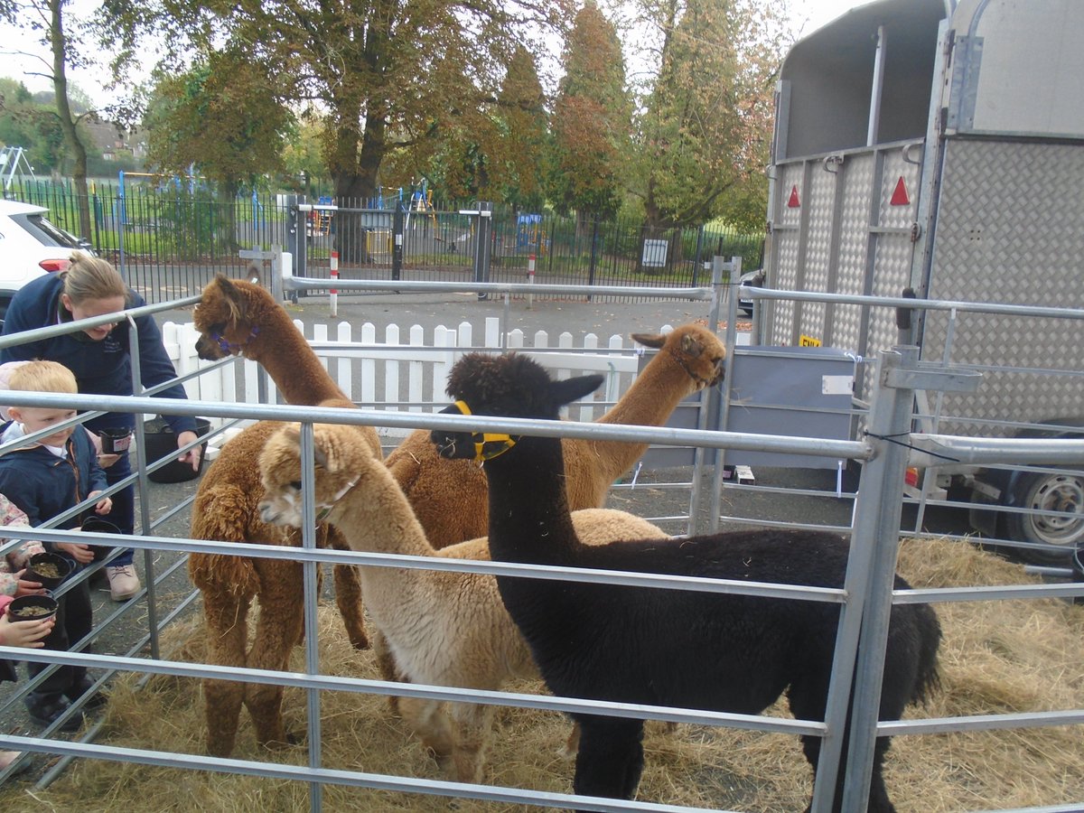 Feeding time with the Frankly Alpacas!
Fantastic experience for our youngest pupils!
<a href="/DawleyPrimary/">Dawley CE Primary</a> <a href="/ShropshireStar/">Shropshire Star</a>