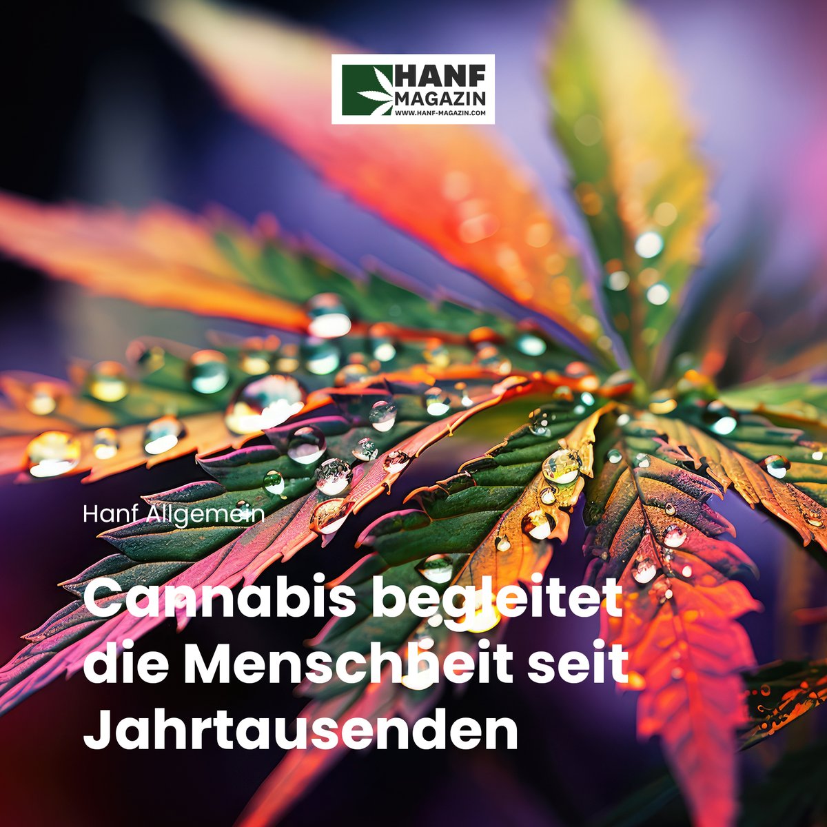 hanfmagazin's tweet image. Hanf begleitet die Menschheit im Vergleich zu dieser kurzen Phase schließlich seit Jahrtausenden als ein praktisches Gewächs, das viel zu der Entwicklung unserer Spezies beigetragen hat. 

hnf.link/a7Ha

#hanfmagazin  #cannabis #weed #marijuana #cannabiscommunity