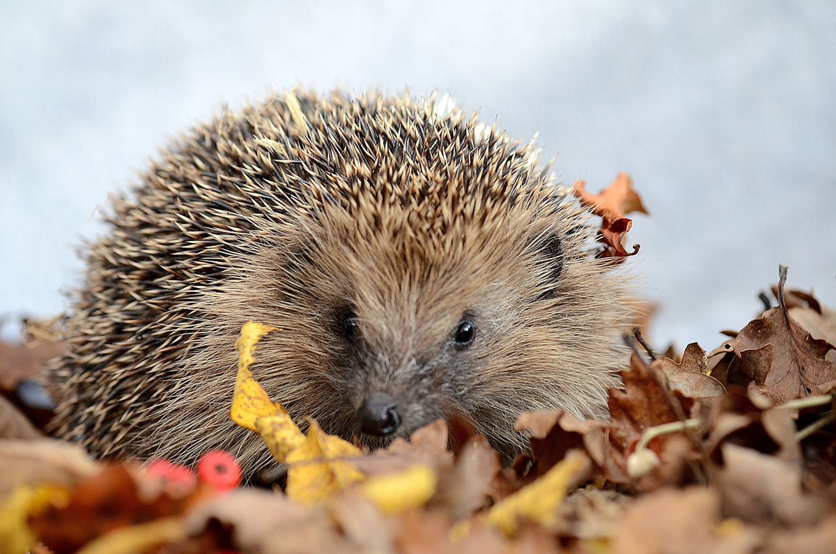 Most garden waste can go on the compost heap - grass, leaves & twigs!
🍂🪲🪱
It makes for a great bug buffet for hungry #hedgehogs!
🦔 

❗ Always check for wildlife before turning or digging compost heaps - it's a favourite place for hedgehogs to nest!
#recycleweek
📷 Sue Ellis
