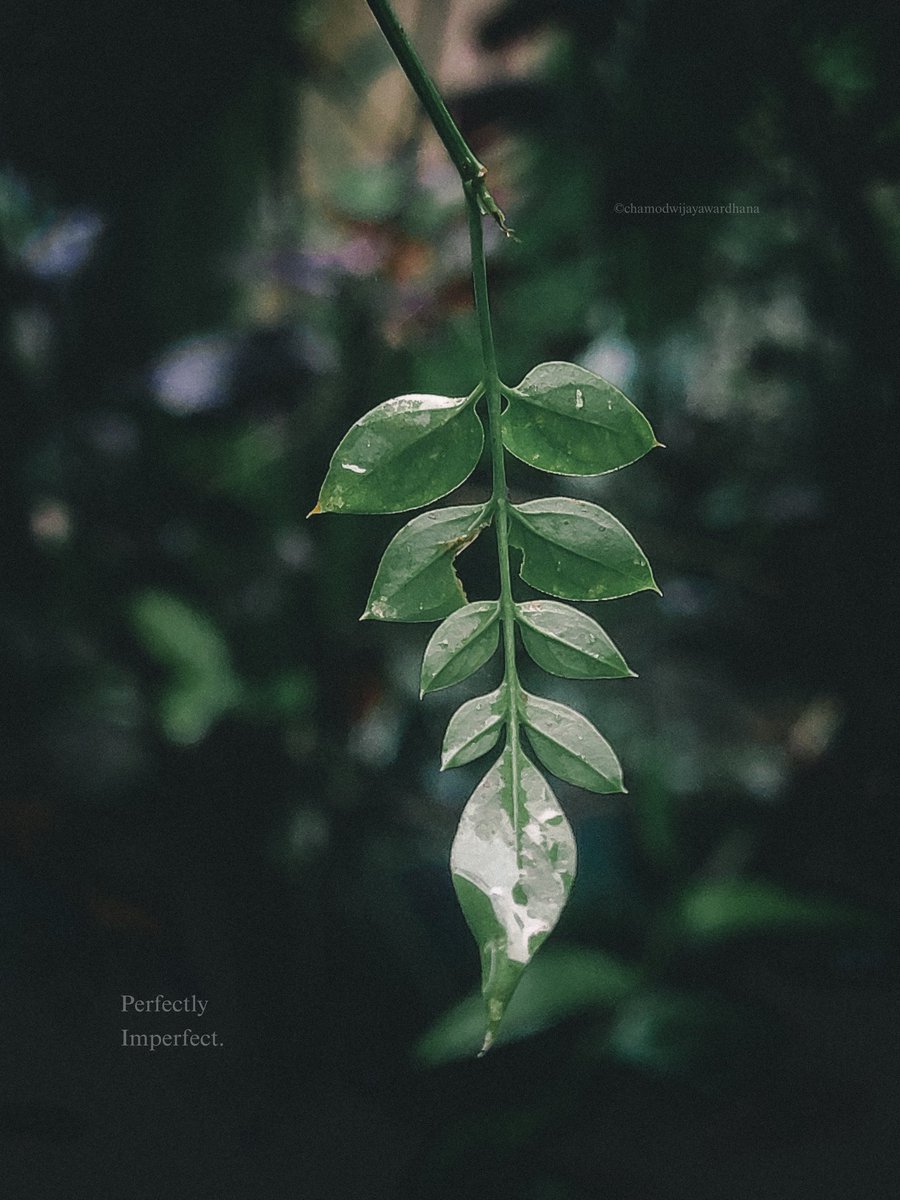 Chamod_CK99's tweet photo. 💚

.
.
.

#mobilephotography #NaturePhotography #green #nature #leaves #garden #beauty #naturelovers #greenlovers #naturelover #dendrophile #shotongalaxy https://t.co/n2Q4uAGnBs