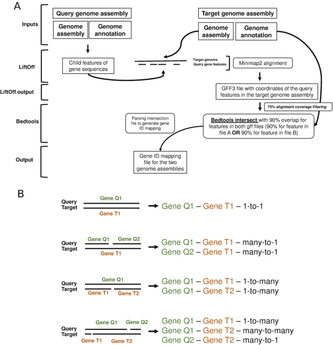 You need to convert a gene list from one genome annotation to a more recent one, but no conversion table is available? We implemented an efficient protocol to create such gene conversion table yourself. More info here (section 3.1): link.springer.com/protocol/10.10…