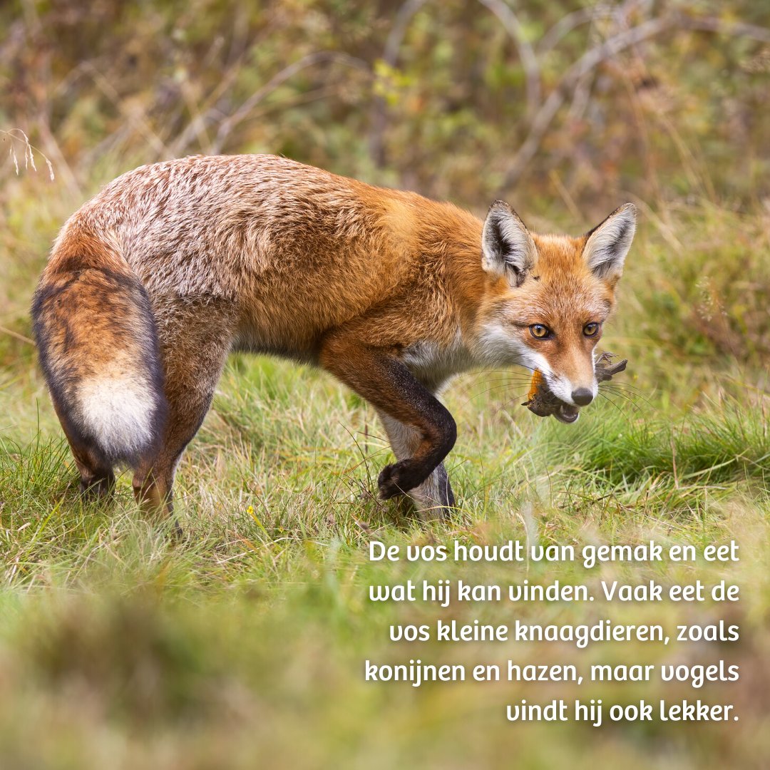 Het voedselweb is één van de onderwerpen van de nieuwe IVN Natuurquiz – een gratis quiz om jouw basiskennis van de Nederlandse natuur te testen. Daag jezelf uit en doe mee: bit.ly/491mkRJ

#voedselketen #natuurquiz #natuurkennis