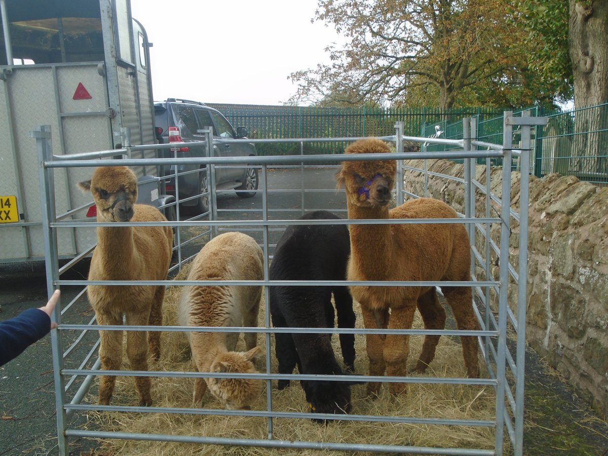 Frankly Alpacas are visiting our EYFS pupils today!
<a href="/DawleyPrimary/">Dawley CE Primary</a> <a href="/ShropshireStar/">Shropshire Star</a>