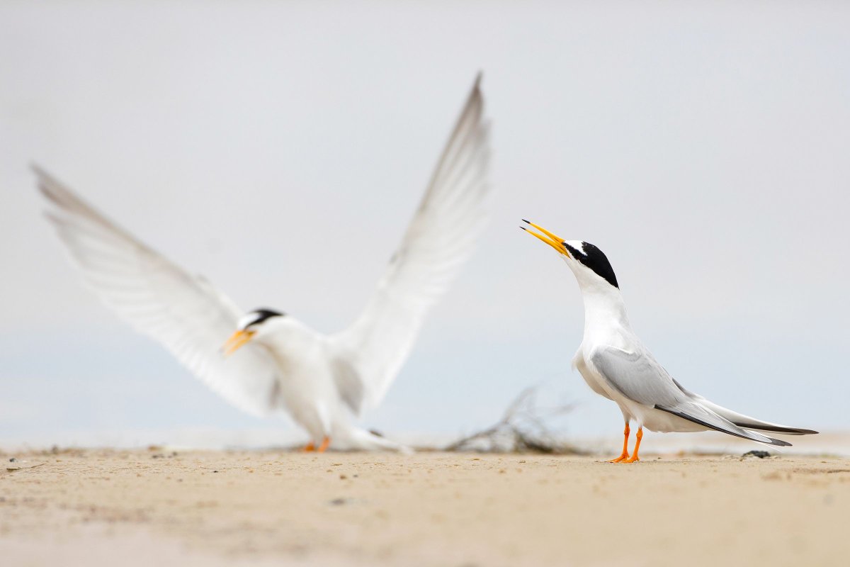 BirdLifeEurope's tweet photo. Our Lithuanian Partner is making the largest river in Lithuania, the Nemunas, a suitable home for Little and Common Terns again! 😊

With The Lithuanian Ornithological Society’s guidance and expertise, the Lithuanian Inland Waterways Authority created 23 new sandy and gravel islands and beaches in four protected areas along the river. The existing islands were also bolstered up to make sure they are suitable for nesting.

Thanks to this excellent collaboration, a significant increase in the number of nesting sites of the Little and Common Terns in the project area has been observed. 

🤗By working together, we can make our rivers thrive again. #RestoreNature

Read the full article: https://t.co/JGcvJoBk7v

📷 1&2. Renatas Jakaitis 2. The Lithuanian Ornithological Society (LOD)
#LIFEterns, #LIFEprogram #LIFEproject