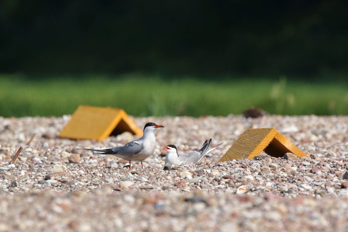 BirdLifeEurope's tweet photo. Our Lithuanian Partner is making the largest river in Lithuania, the Nemunas, a suitable home for Little and Common Terns again! 😊

With The Lithuanian Ornithological Society’s guidance and expertise, the Lithuanian Inland Waterways Authority created 23 new sandy and gravel islands and beaches in four protected areas along the river. The existing islands were also bolstered up to make sure they are suitable for nesting.

Thanks to this excellent collaboration, a significant increase in the number of nesting sites of the Little and Common Terns in the project area has been observed. 

🤗By working together, we can make our rivers thrive again. #RestoreNature

Read the full article: https://t.co/JGcvJoBk7v

📷 1&2. Renatas Jakaitis 2. The Lithuanian Ornithological Society (LOD)
#LIFEterns, #LIFEprogram #LIFEproject