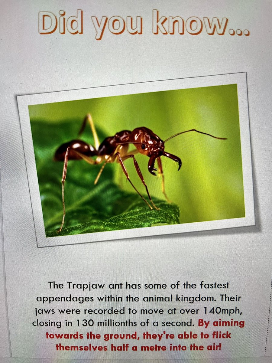 bhs_biodept's tweet image. #BiologyWeek going well so far with the BioHunt providing lots of lunchtime fun for our junior pupils as they search our school for the answers to the clues they have been given. Lots more to come this week @RoyalSocBio @RSB_NI_branch