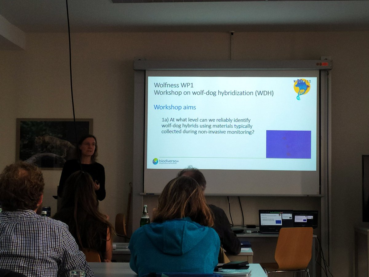 EcogenCibio's tweet photo. ECOGEN members @raquelgodinho8 and @DianaLobo90 are in Germany, at Senckenberg Institute, for the @BiodiversaPlus Wolfness workshop to discuss wolf-dog hybridization for the next 3 days πΊπΆ #wolfness #biodiversa https://t.co/zW52AJVzpw