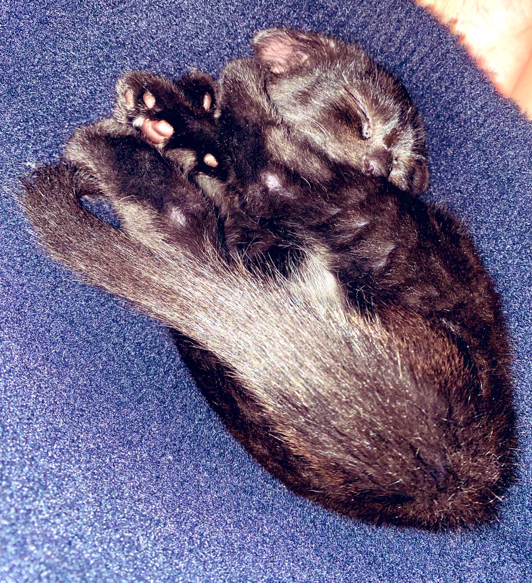 KittensCam's tweet photo. Winter starts his furever family search today! He arrived in such a #StickyMess covered in blood &amp; uncontrollable dysentery that everyone thought he was a girl (#autumn) he battled micoplasma felis that almost killed him and took his right eye eyesight - but look at him now!!! 😻 https://t.co/kIIz9Kf1Zo