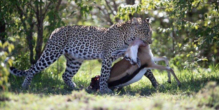 PamojaTours's tweet photo. Masai Mara Safari in Kenya
#MaasaiMaraSafari, #WildlifeAdventures, #AfricanSafari, #BigFiveEncounters, #SafariMagic, #NaturePhotography, #GreatMigration, #KenyaWildlife, #SafariDreams, #MaasaiMaraWonders, #WildlifeConservation, #BucketListSafari, #SafariMoments, #KenyaSafari, https://t.co/5Pp7Ff9KeR