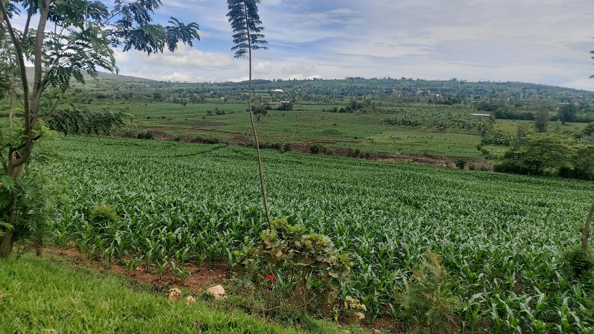 Maize crop is doing well in Gatsibo District. There is hope that there will be a good harvest this season 2024A.