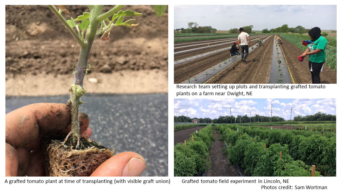 Grafted tomato production is popular in high tunnels, but <a href="/UNL_EnvrHort/">Sam Wortman</a> research <a href="/unlagrohort/">Nebraska Agronomy and Horticulture</a> suggests grafting is not consistently beneficial in open field production systems.

#HortScience doi.org/10.21273/HORTS…