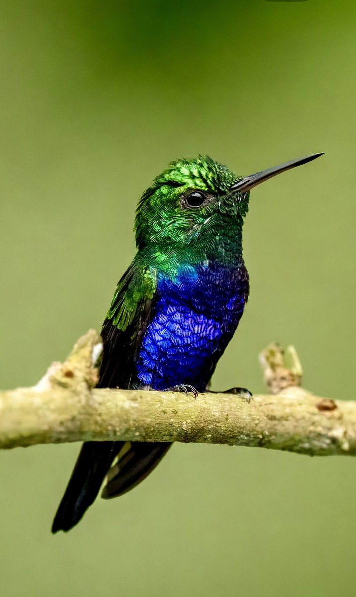 Another beautiful example of this little bedazzled rainforest dweller. The Violet breasted hummingbird. What do you think?
