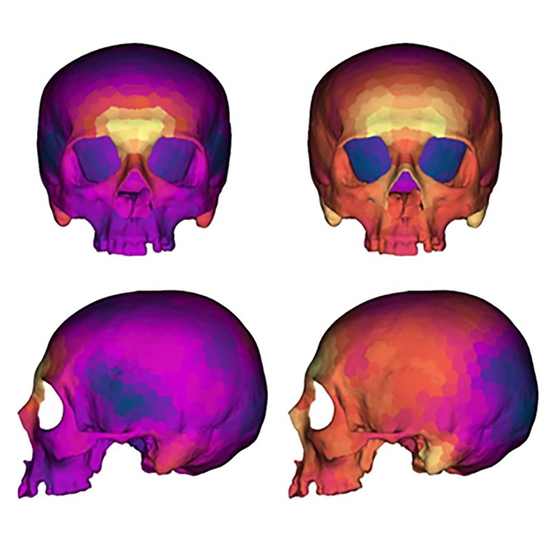 🟠 ¿Qué #indicadores usar para determinar el dimorfismo sexual en humanos modernos mediante sus #cráneos? Un nuevo estudio apunta a que la abertura de la #cavidad #nasal podría ser mejor medida que la región occipital 🔗 Más detalles: bit.ly/3FoaNyi