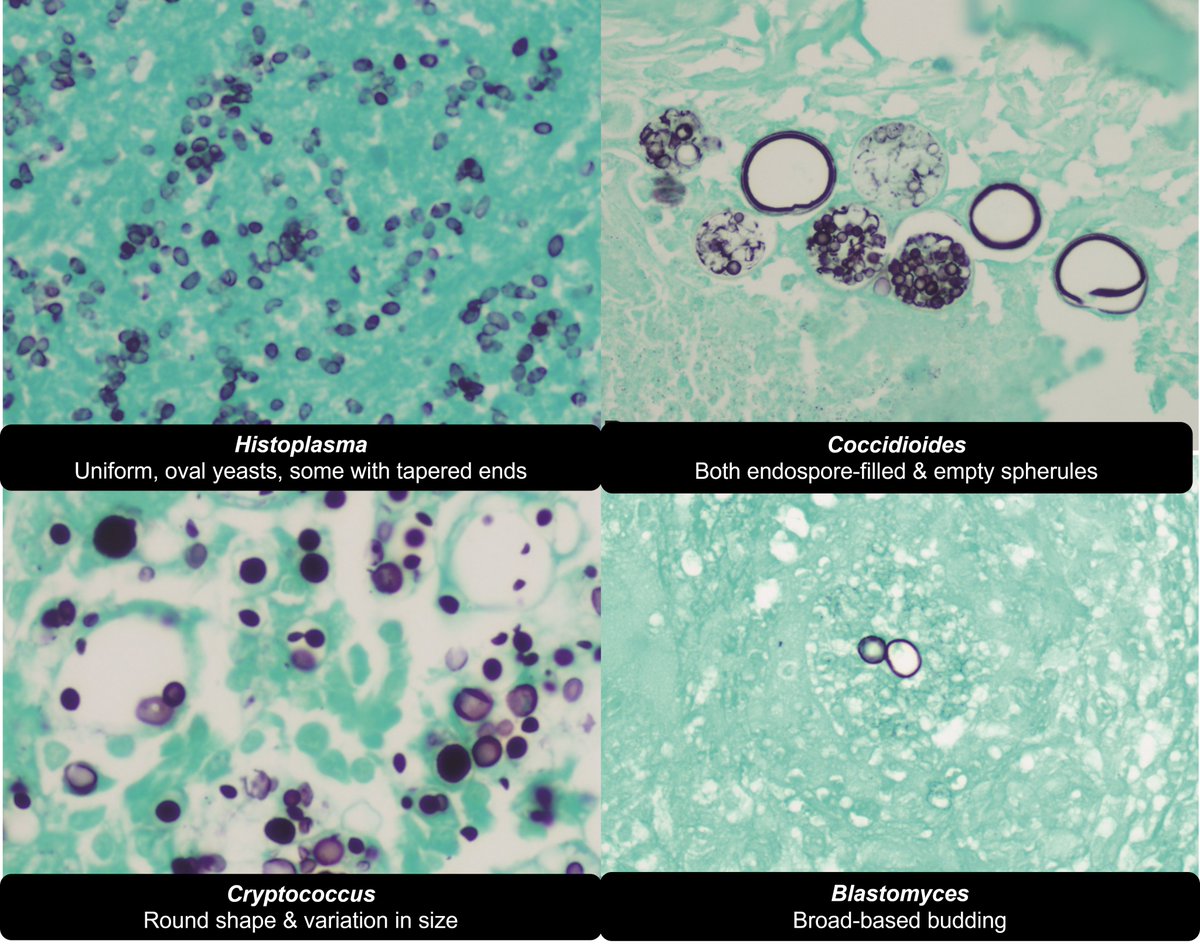 DrCycloPath tweet picture