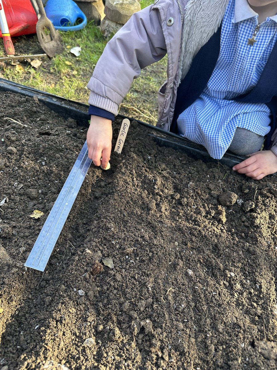 washingborough's tweet image. Our @wash_fs2 children are planting Germidour garlic (Purple Wight) 🧄 and Troy onions 🧅 this morning. Looking forward to using them in our @tastedfeed #FoodEducation lessons and also in our #schoolkitchen in the Spring. @SoilAssociation @sfmtweet @SF4C_Project