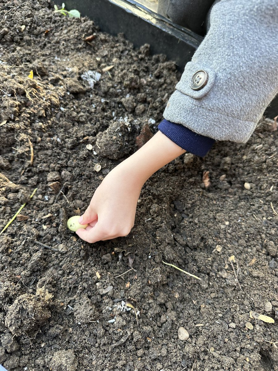 washingborough's tweet image. Our @wash_fs2 children are planting Germidour garlic (Purple Wight) 🧄 and Troy onions 🧅 this morning. Looking forward to using them in our @tastedfeed #FoodEducation lessons and also in our #schoolkitchen in the Spring. @SoilAssociation @sfmtweet @SF4C_Project